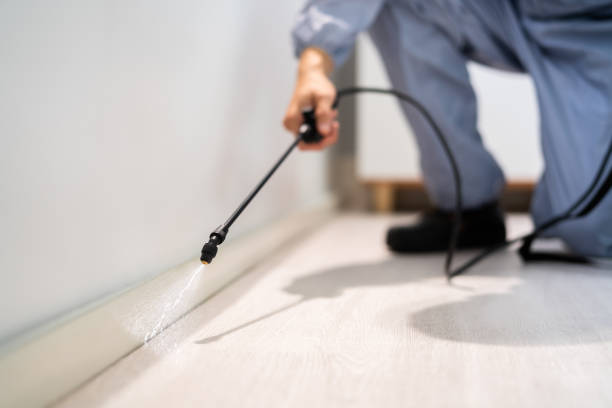 Licensed Wasp Removal service in Forreston, IL - Show Me Pest Control